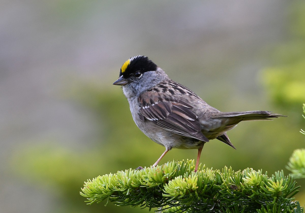 Golden-crowned Sparrow - ML173947221
