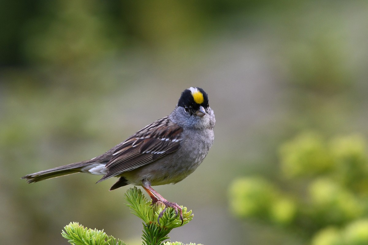 Golden-crowned Sparrow - ML173947511