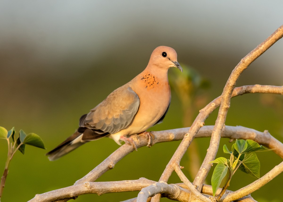 Laughing Dove - ML173949821