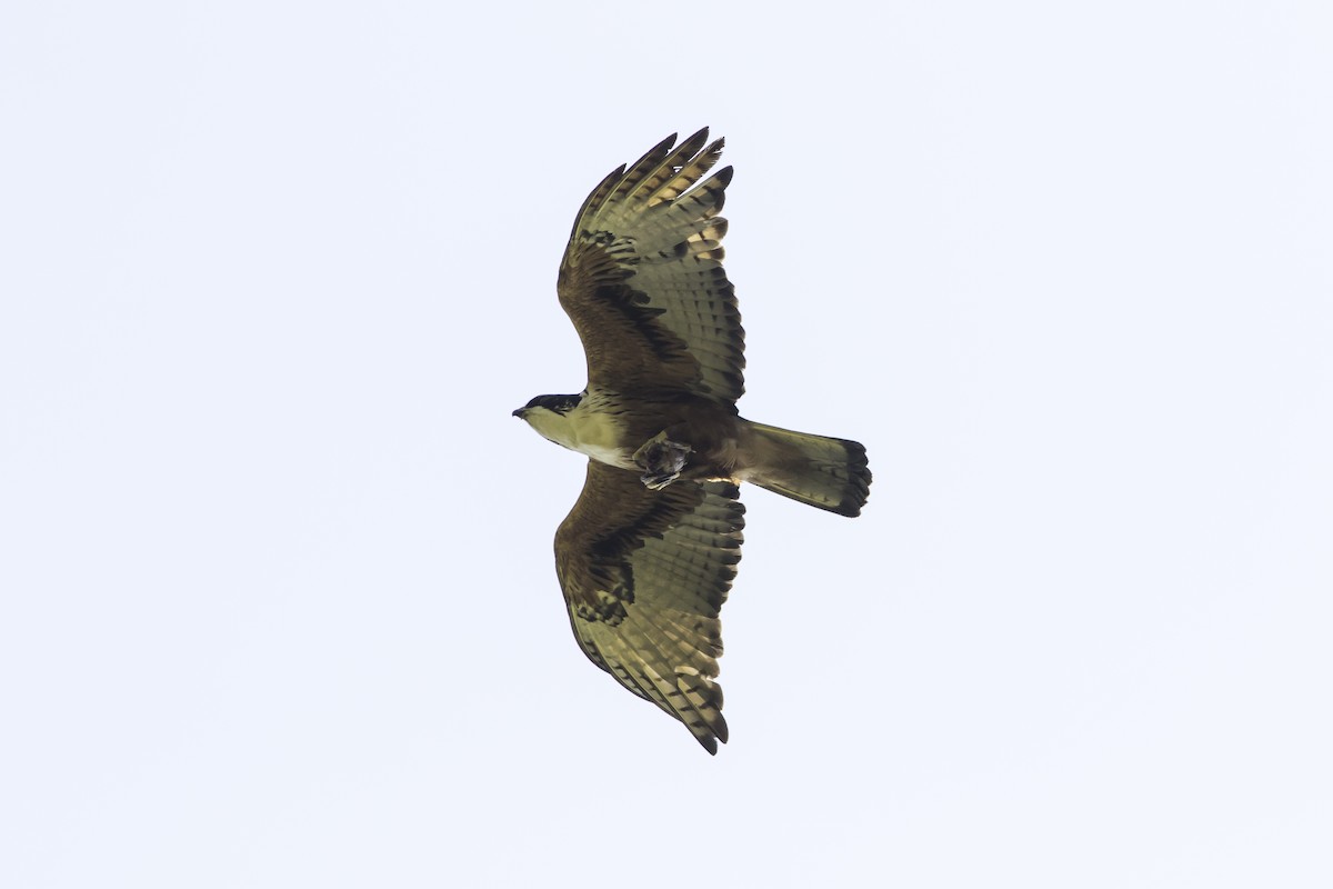 Rufous-bellied Eagle - Sayam U. Chowdhury