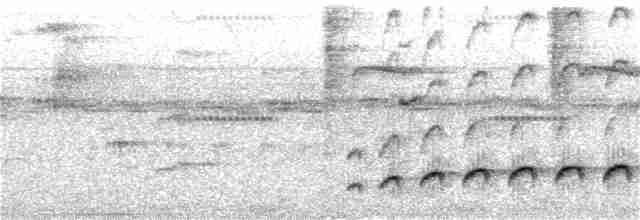 Fleckenbrust-Ameisenvogel - ML173952431