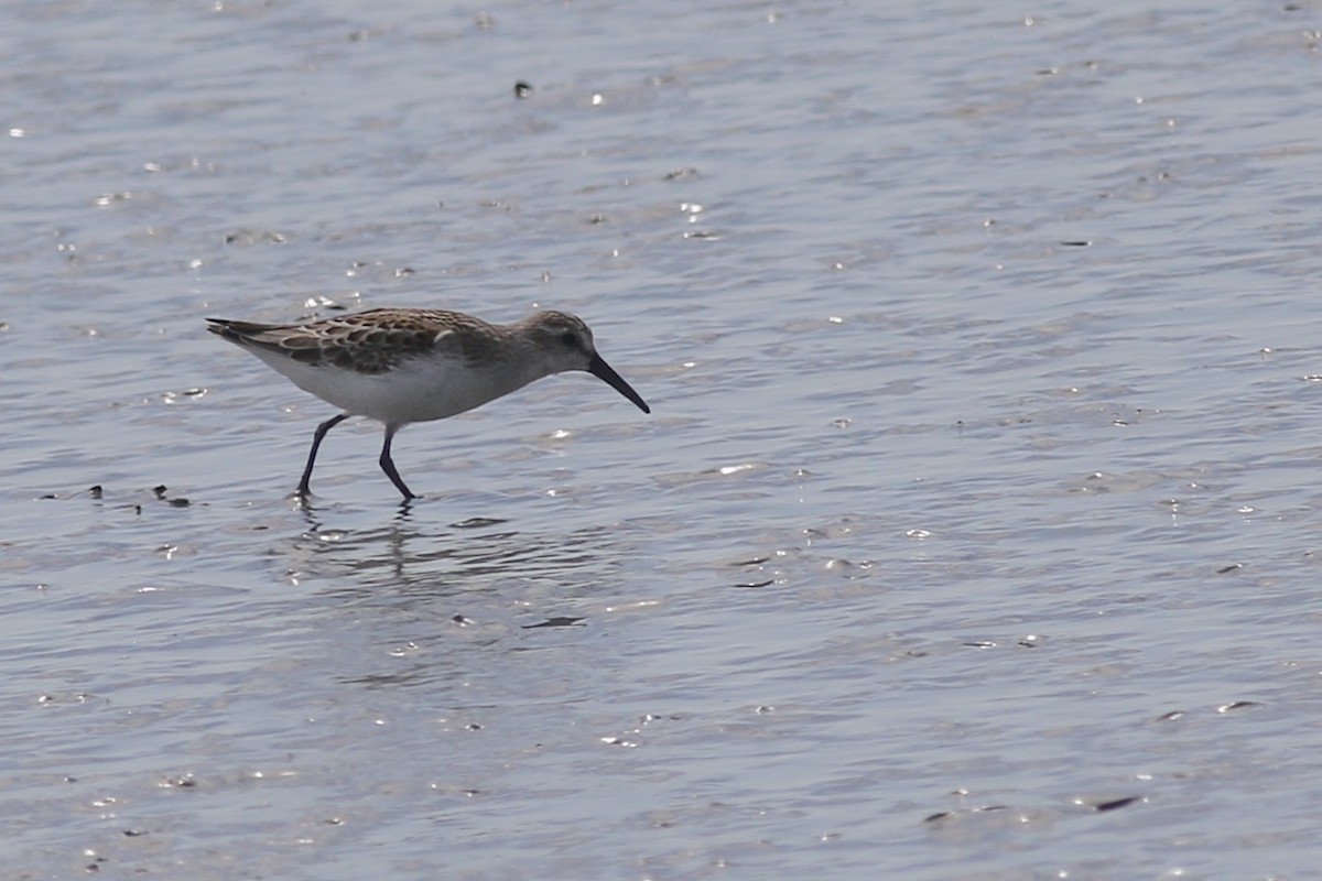 Western Sandpiper - Anonymous