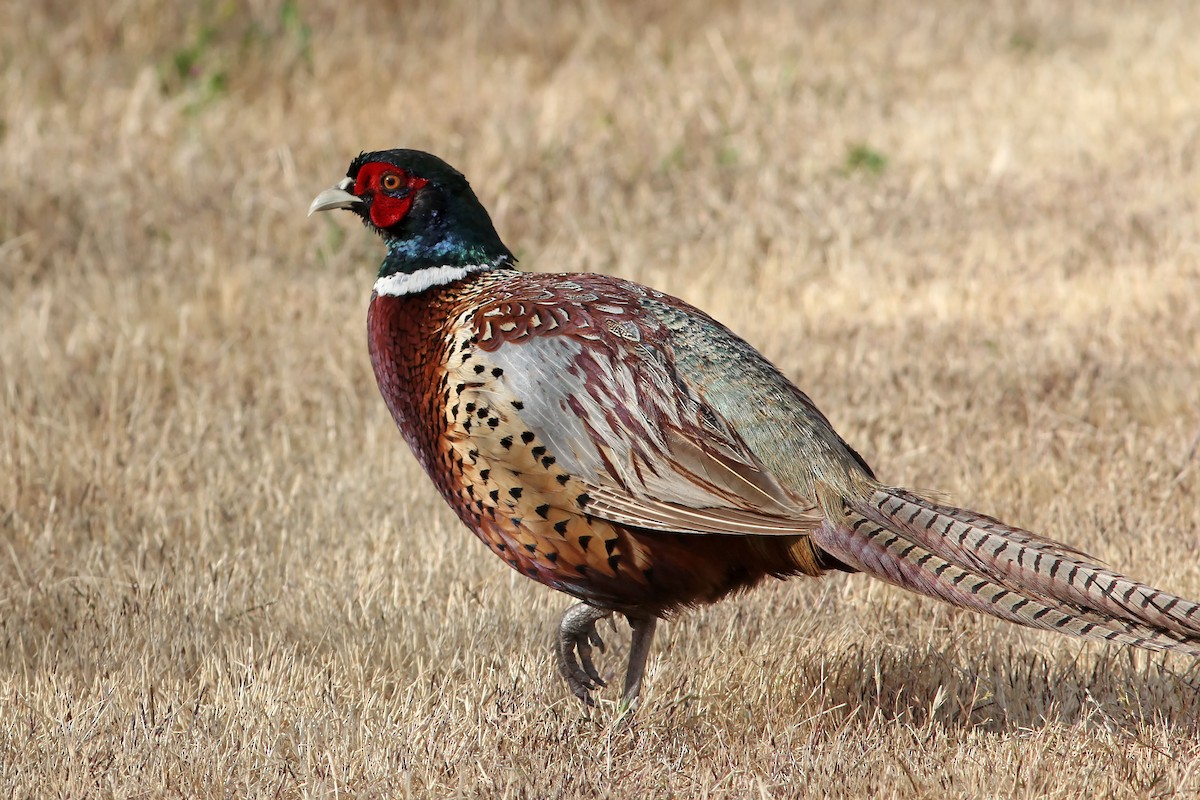 Ring-necked Pheasant - Michael Hawk