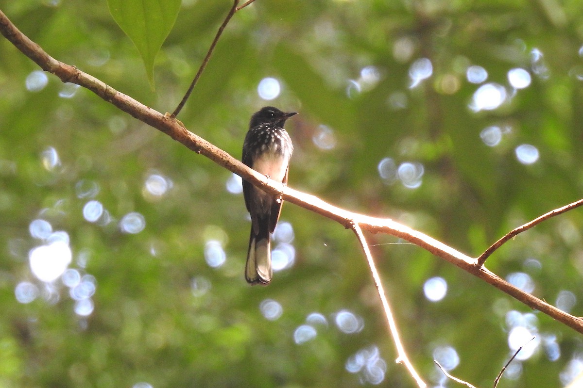Spotted Fantail - Chi-Lien (綺蓮) Hsueh (薛)