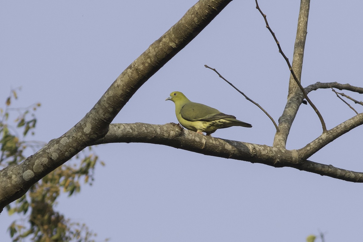 Wedge-tailed Green-Pigeon - Sayam U. Chowdhury
