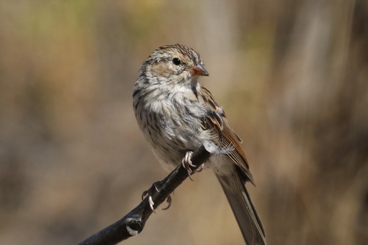 Chipping Sparrow - ML173958041