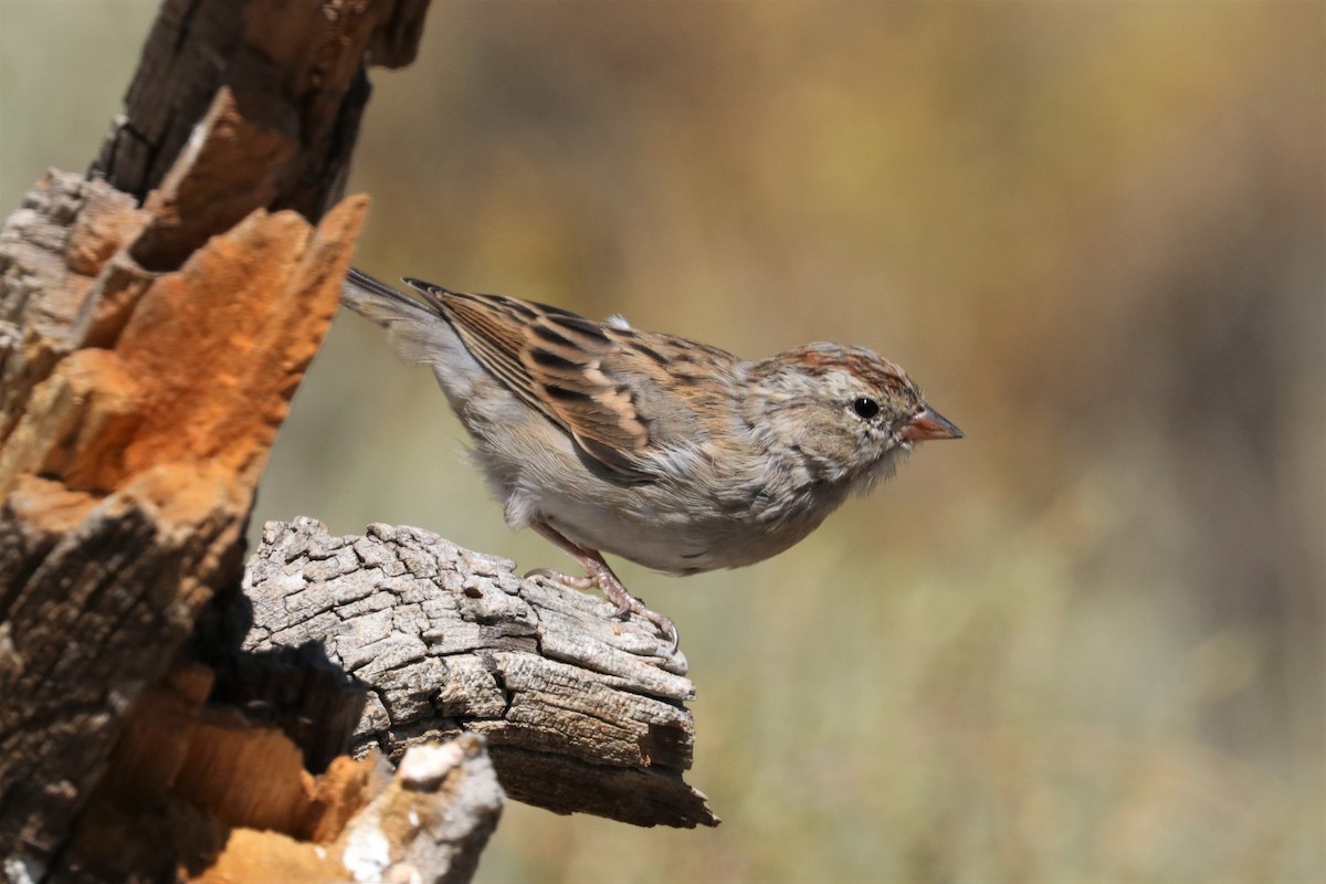 Chipping Sparrow - ML173958051