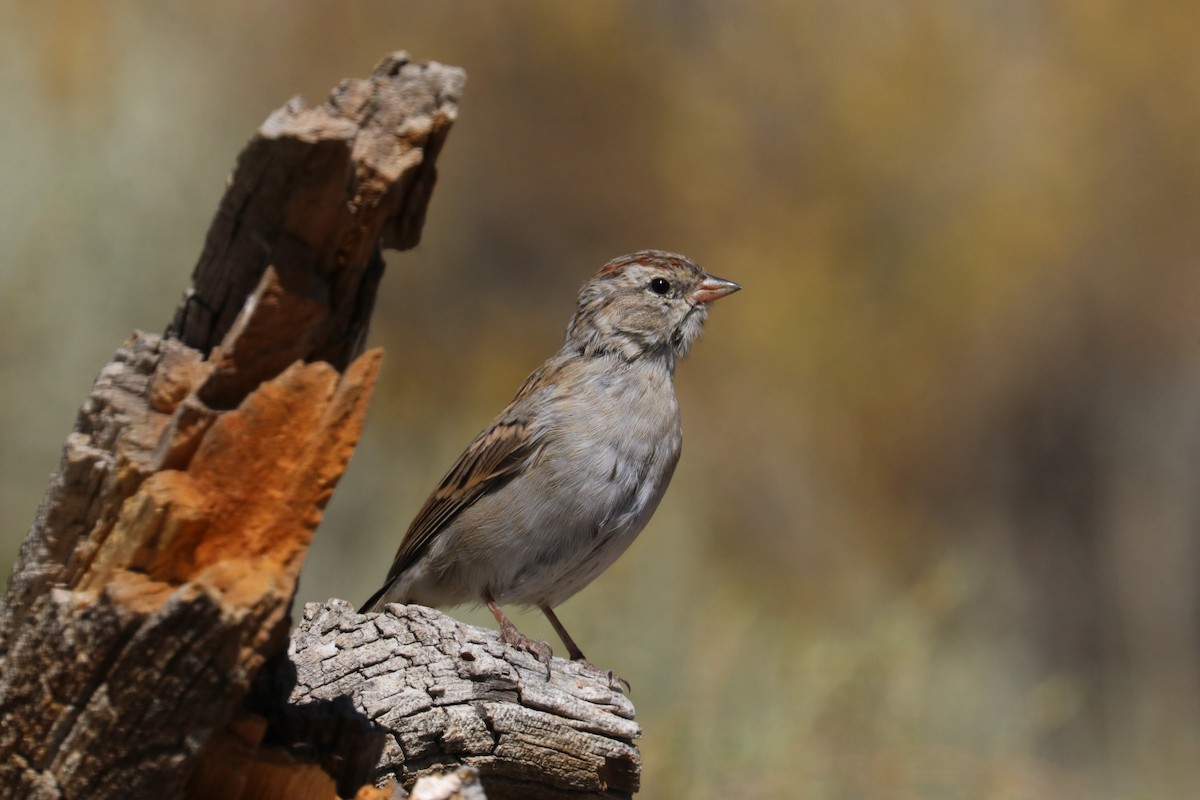 Chipping Sparrow - ML173958061