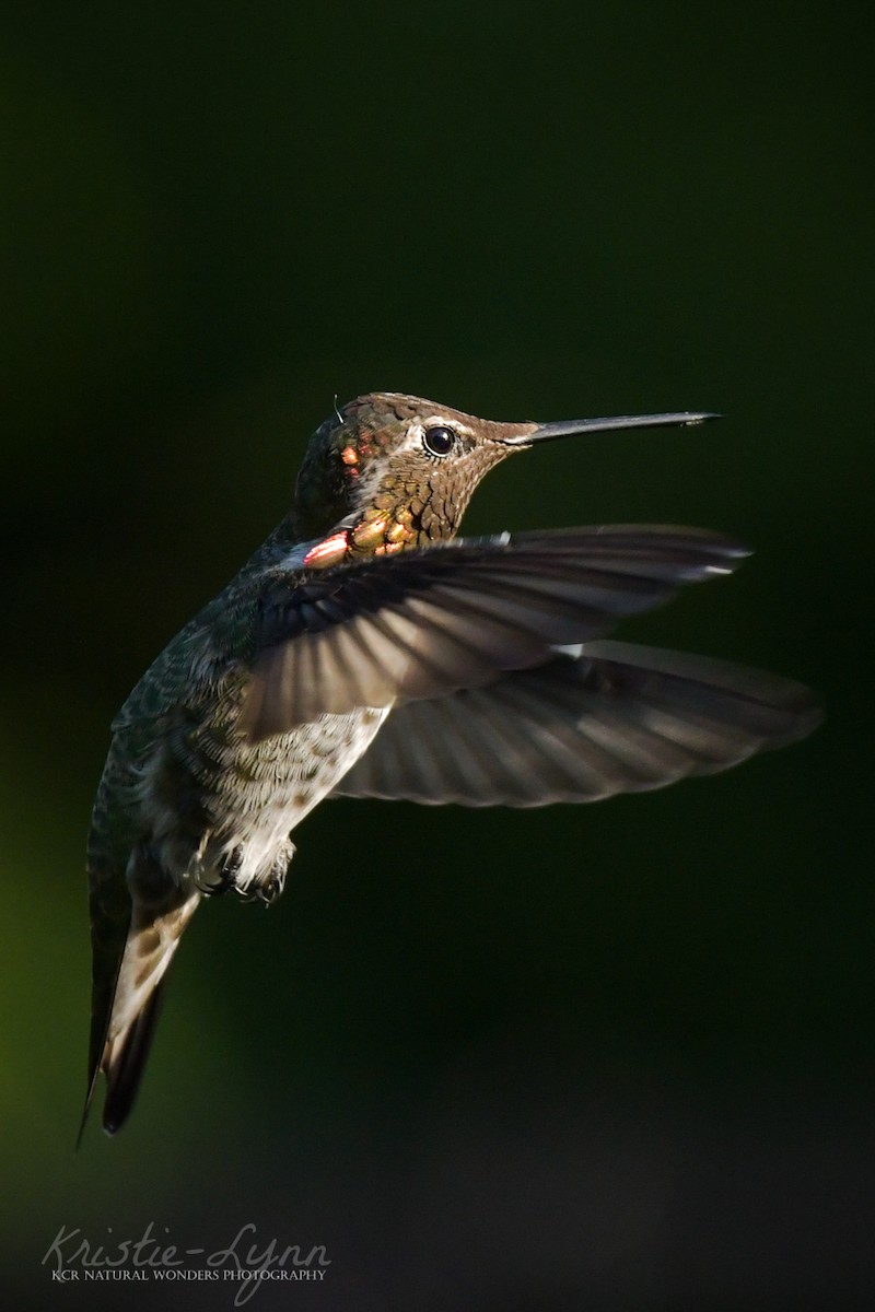 Anna's Hummingbird - ML173959951