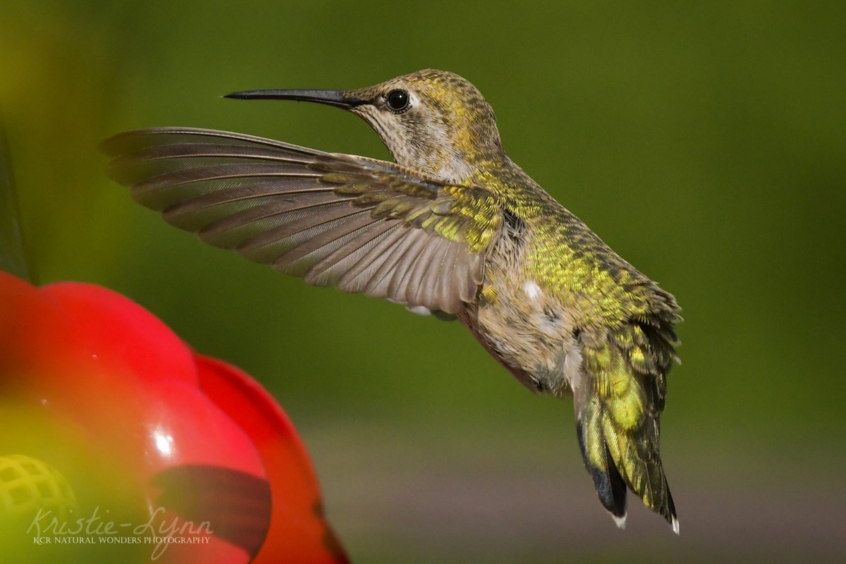 Anna's Hummingbird - ML173959981