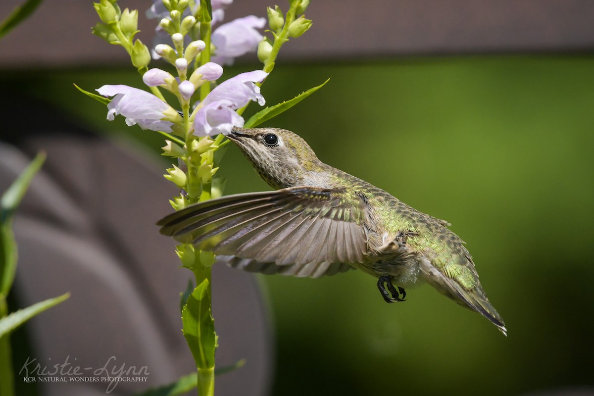 Anna's Hummingbird - ML173960101