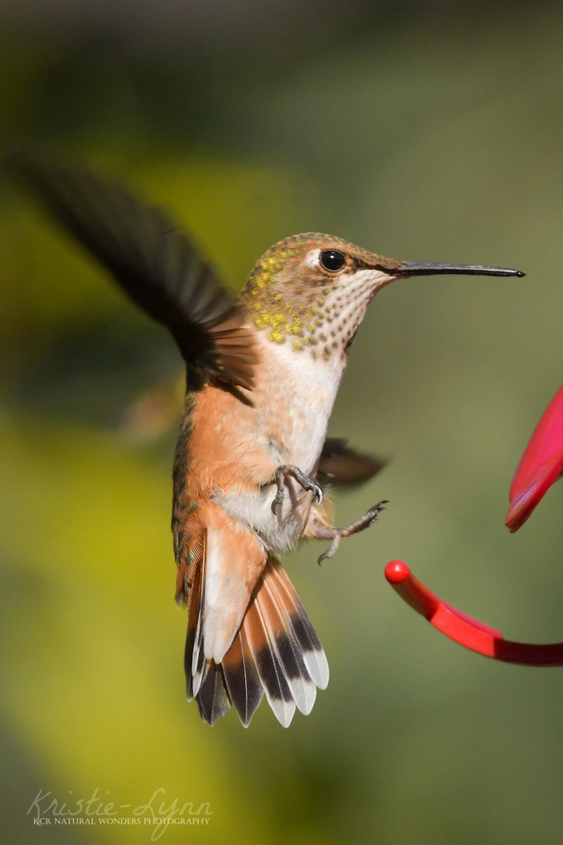 Rufous Hummingbird - ML173960171