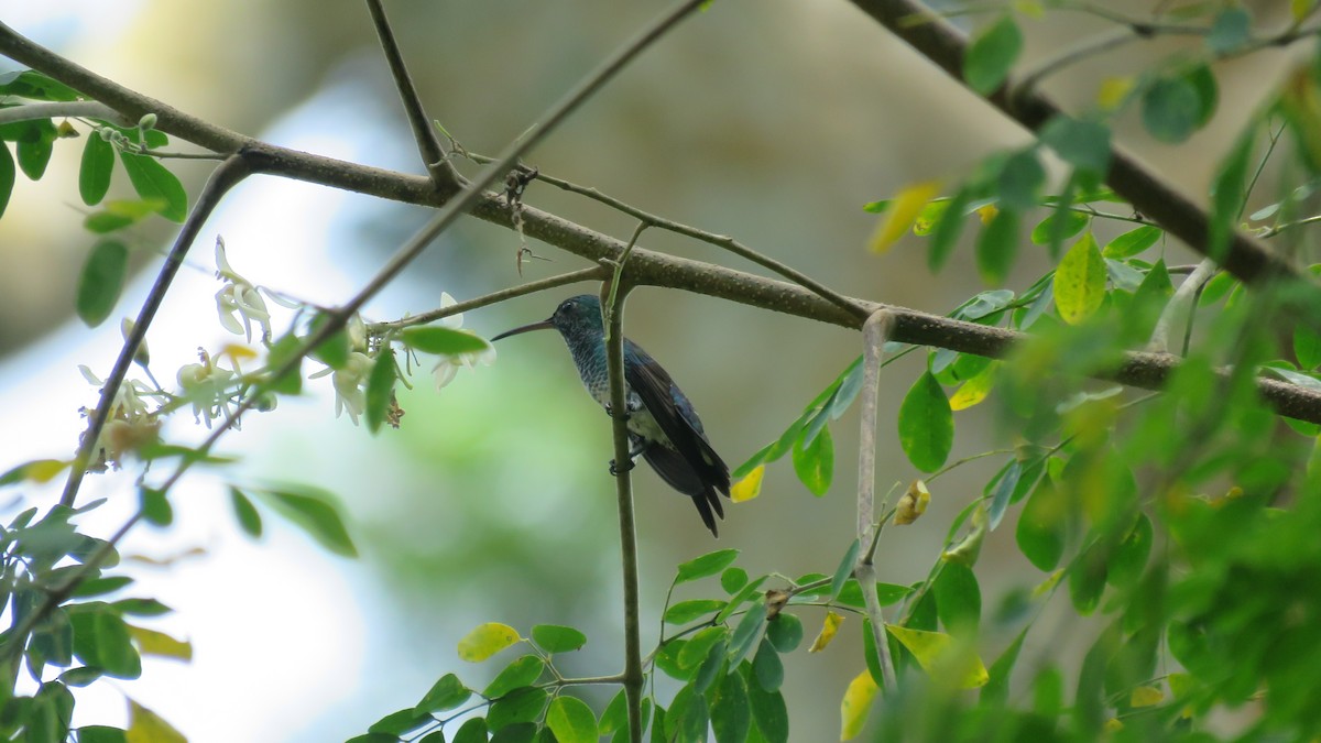 Sapphire-throated Hummingbird - ML173961221