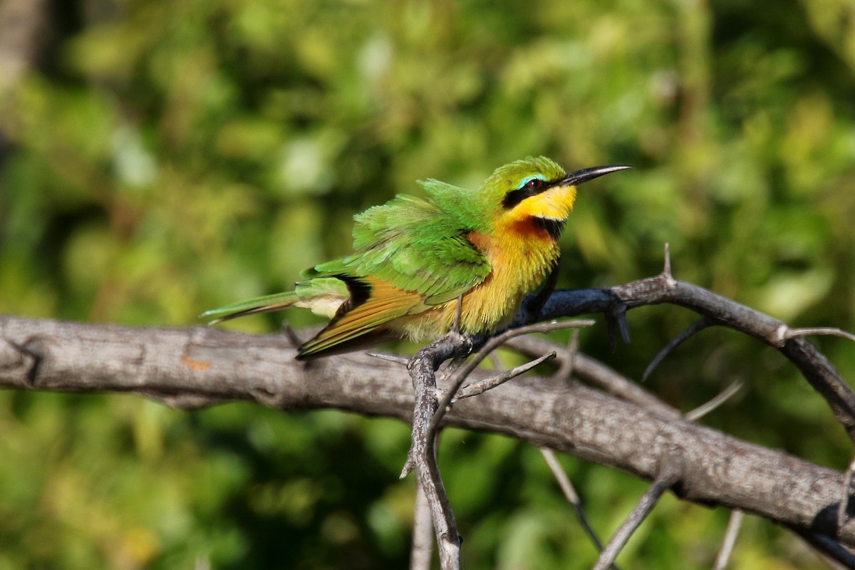 Little Bee-eater - Stephen Gast