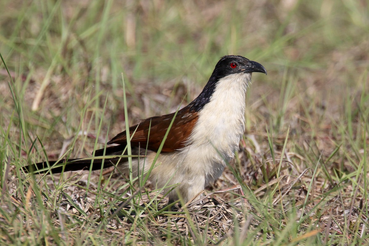 Coppery-tailed Coucal - ML173964381