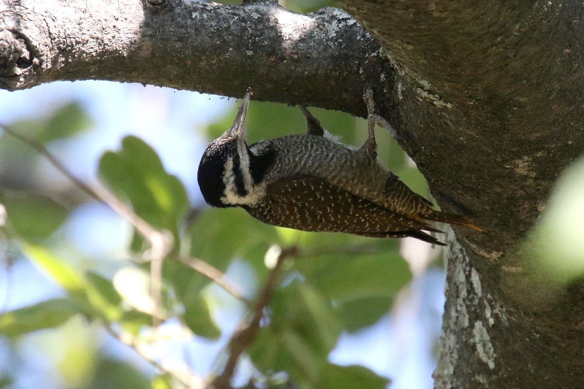 Bearded Woodpecker - ML173964551