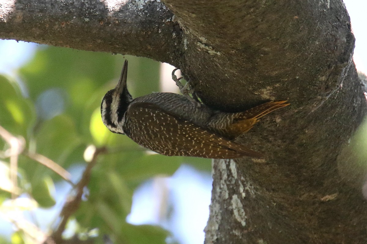Bearded Woodpecker - ML173964561