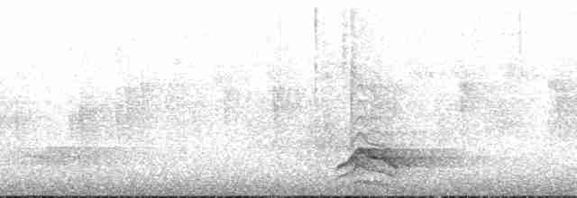 Капюшоновый трёхпалый тинаму - ML173969