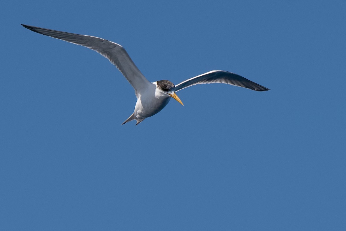 Great Crested Tern - ML173972111