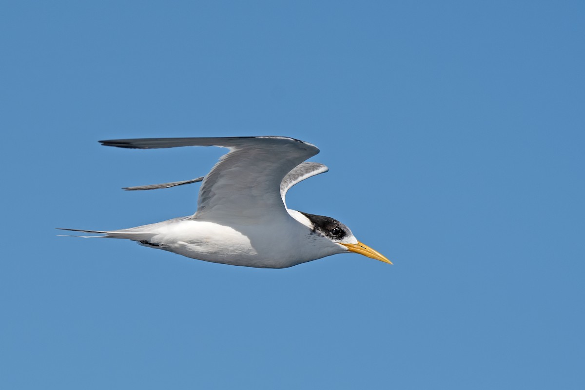 Great Crested Tern - ML173972141