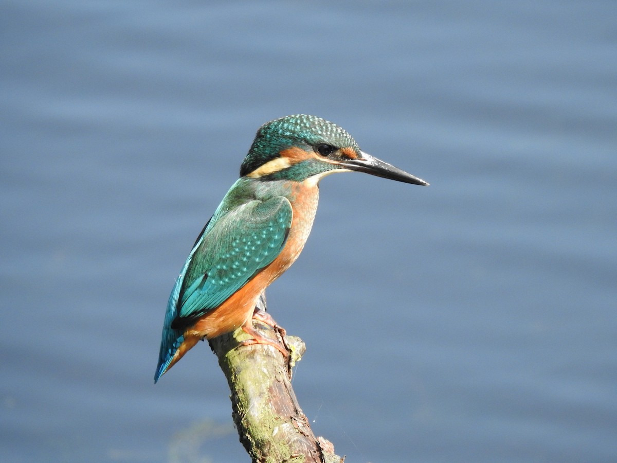Common Kingfisher - Remco Bredewold