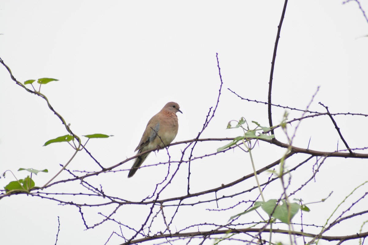 Laughing Dove - ML173979031