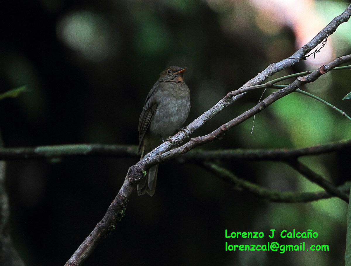 Rufous-brown Solitaire - ML173982351