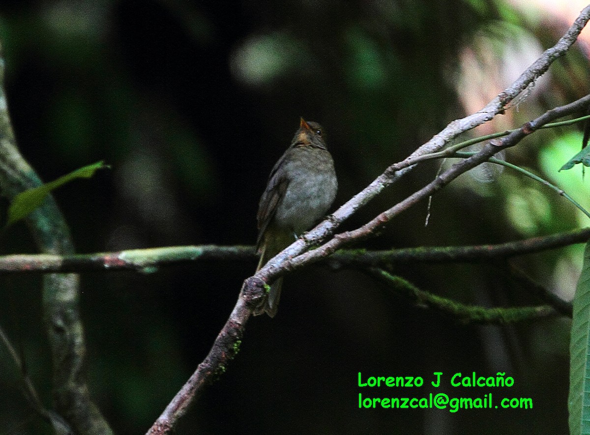 Rufous-brown Solitaire - ML173982381