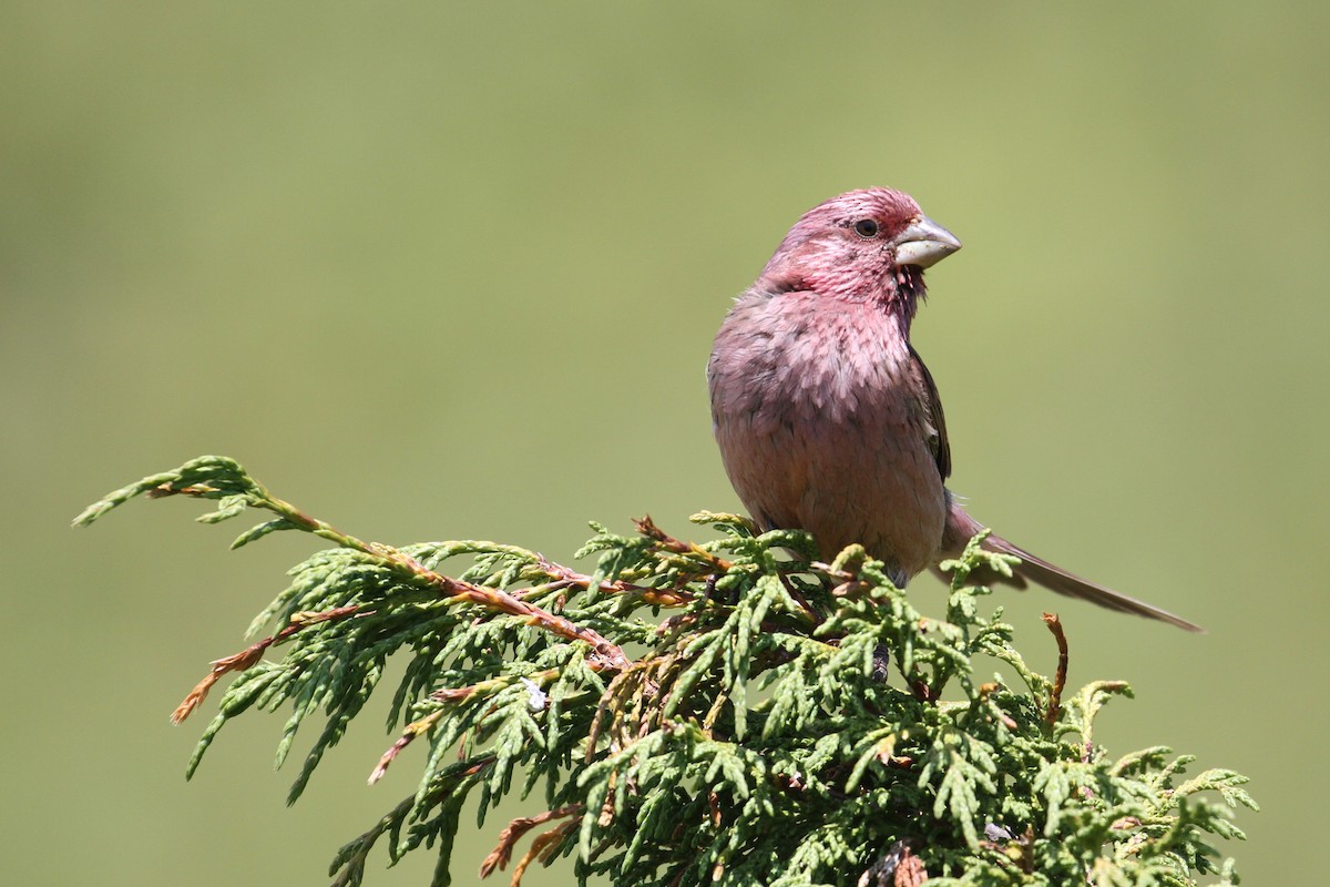 Red-mantled Rosefinch - ML173982991