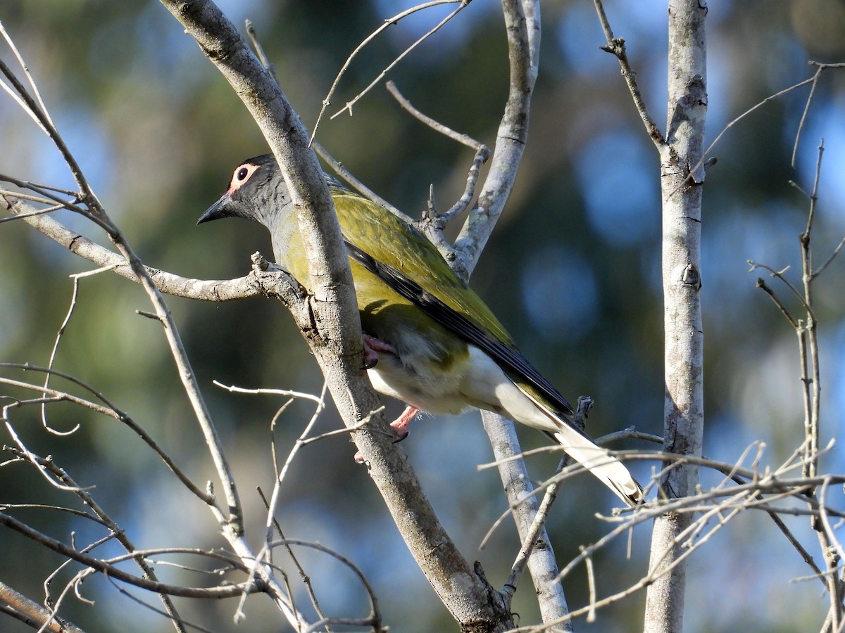 Australasian Figbird - ML173986291