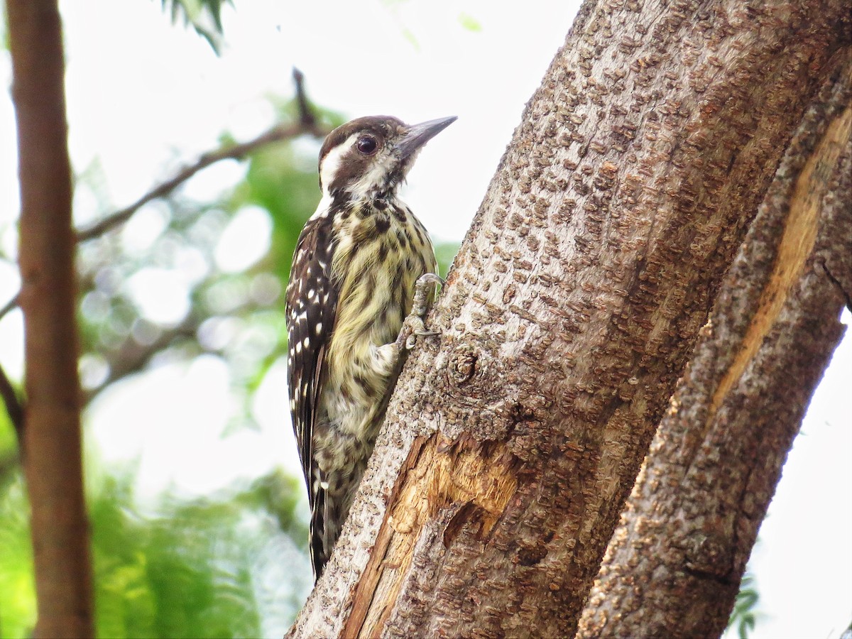 Philippine Pygmy Woodpecker - George Inocencio