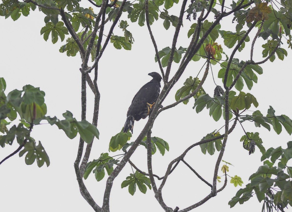 Crested Eagle - Marcelo Barbosa - Tocantins Birding