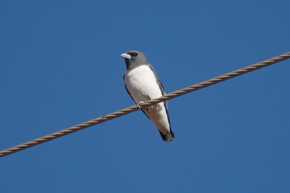 White-breasted Woodswallow - Liam Correy