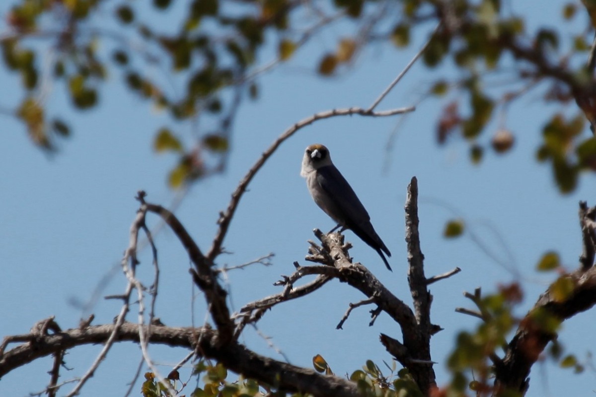 Black-faced Woodswallow - ML173990841