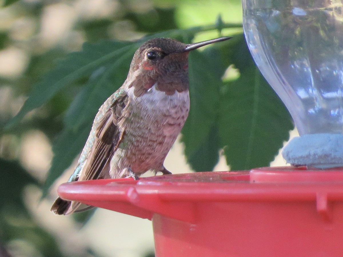 Anna's Hummingbird - ML173993341