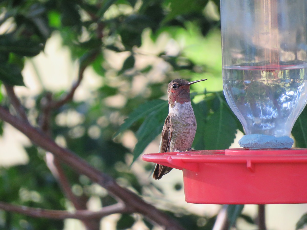 Anna's Hummingbird - ML173993711