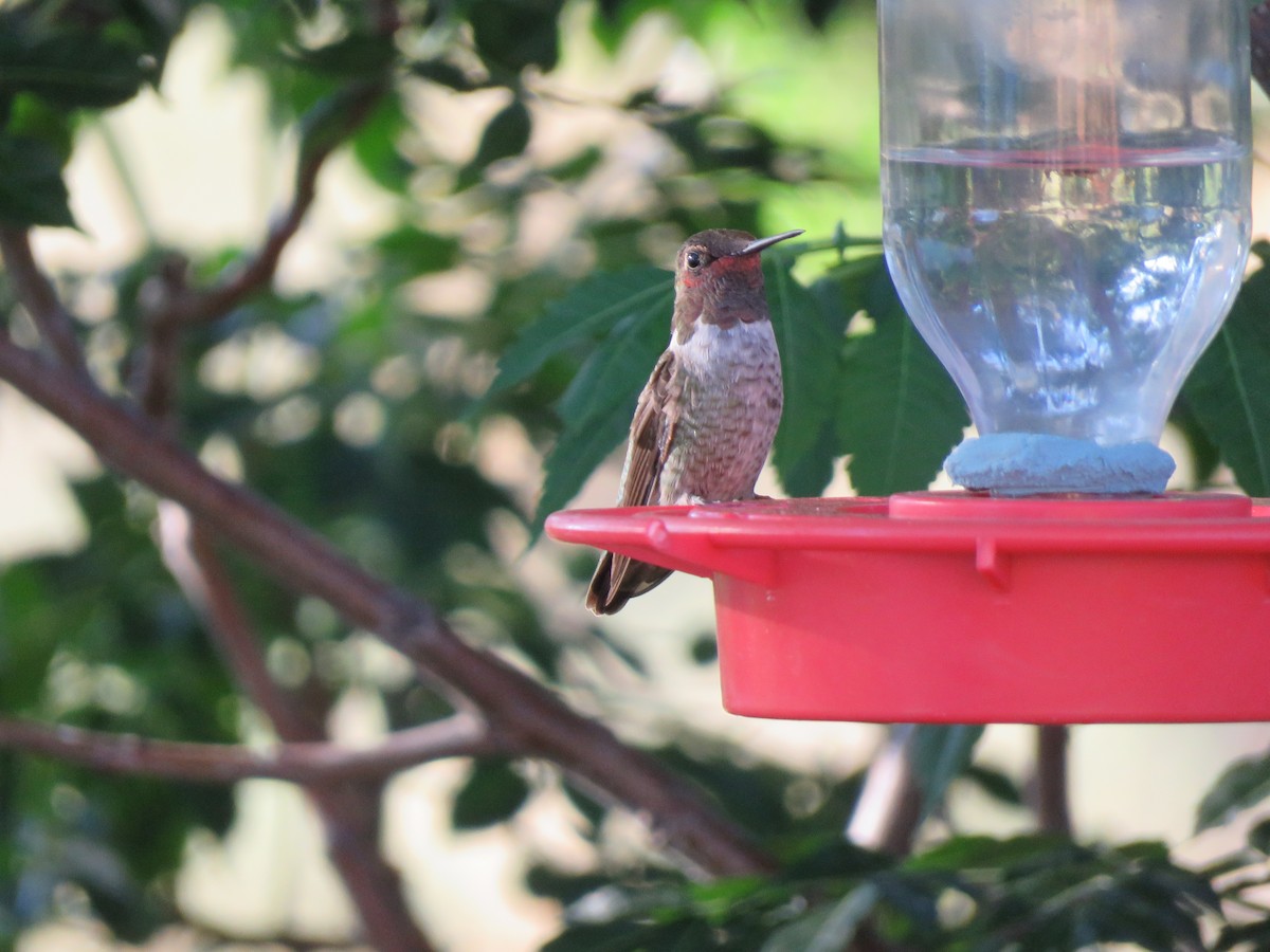 Anna's Hummingbird - ML173993731