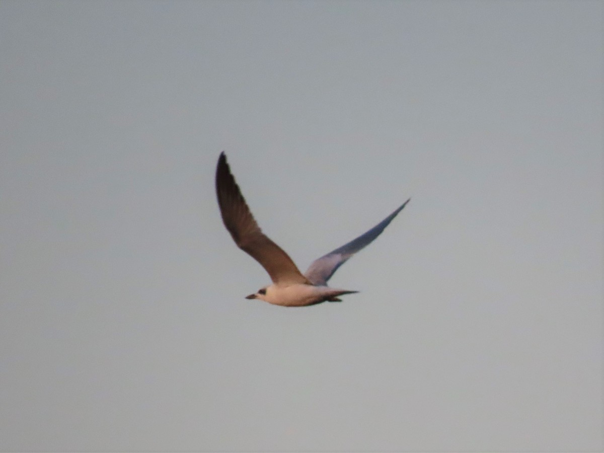 Gull-billed Tern - Chunhong LIU
