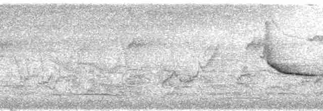 Kusko Çalı Serçesi - ML173995