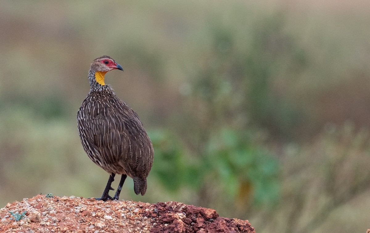 Yellow-necked Spurfowl - Forest Botial-Jarvis