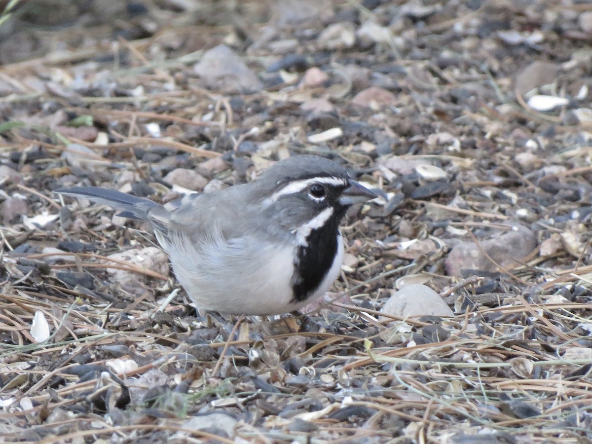 Black-throated Sparrow - ML173999461