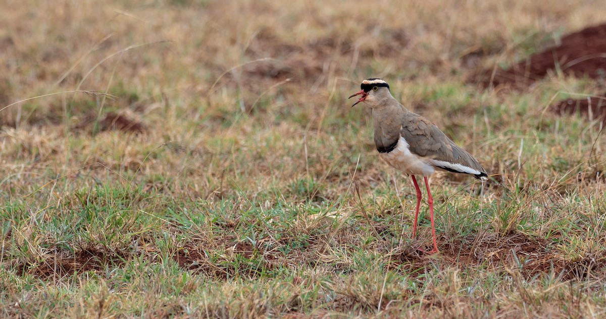 Crowned Lapwing - ML173999471