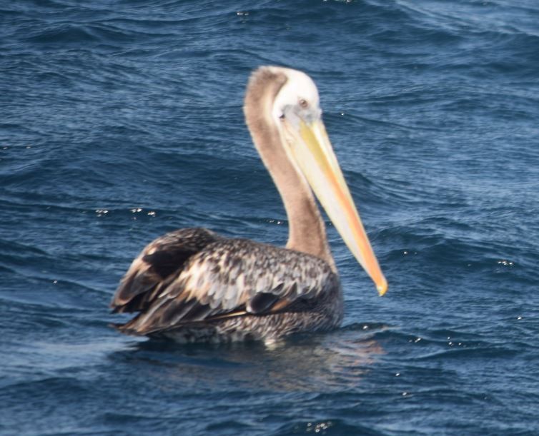 Peruvian Pelican - Felipe Undurraga