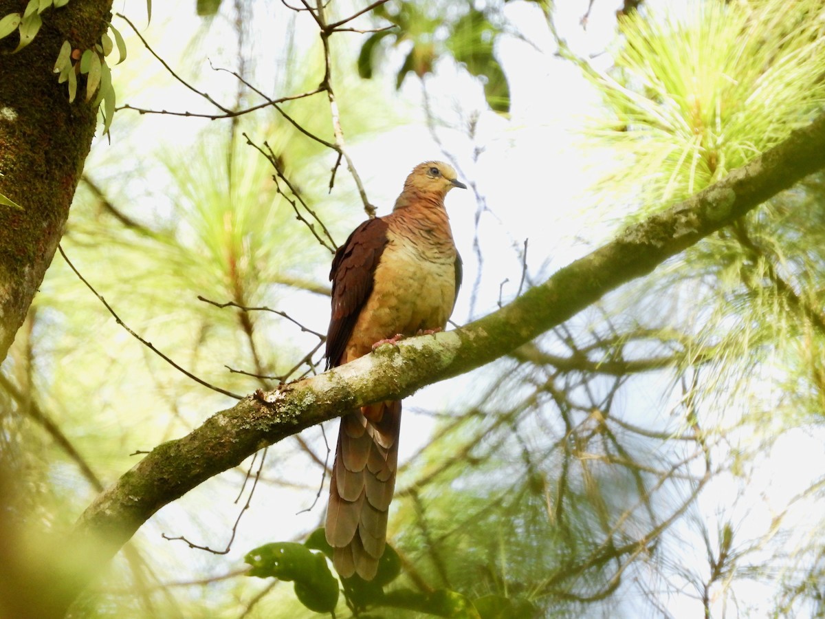Sultan's Cuckoo-Dove (Sulawesi) - GARY DOUGLAS