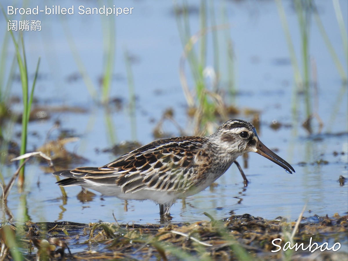 Broad-billed Sandpiper - Catherine  Dong