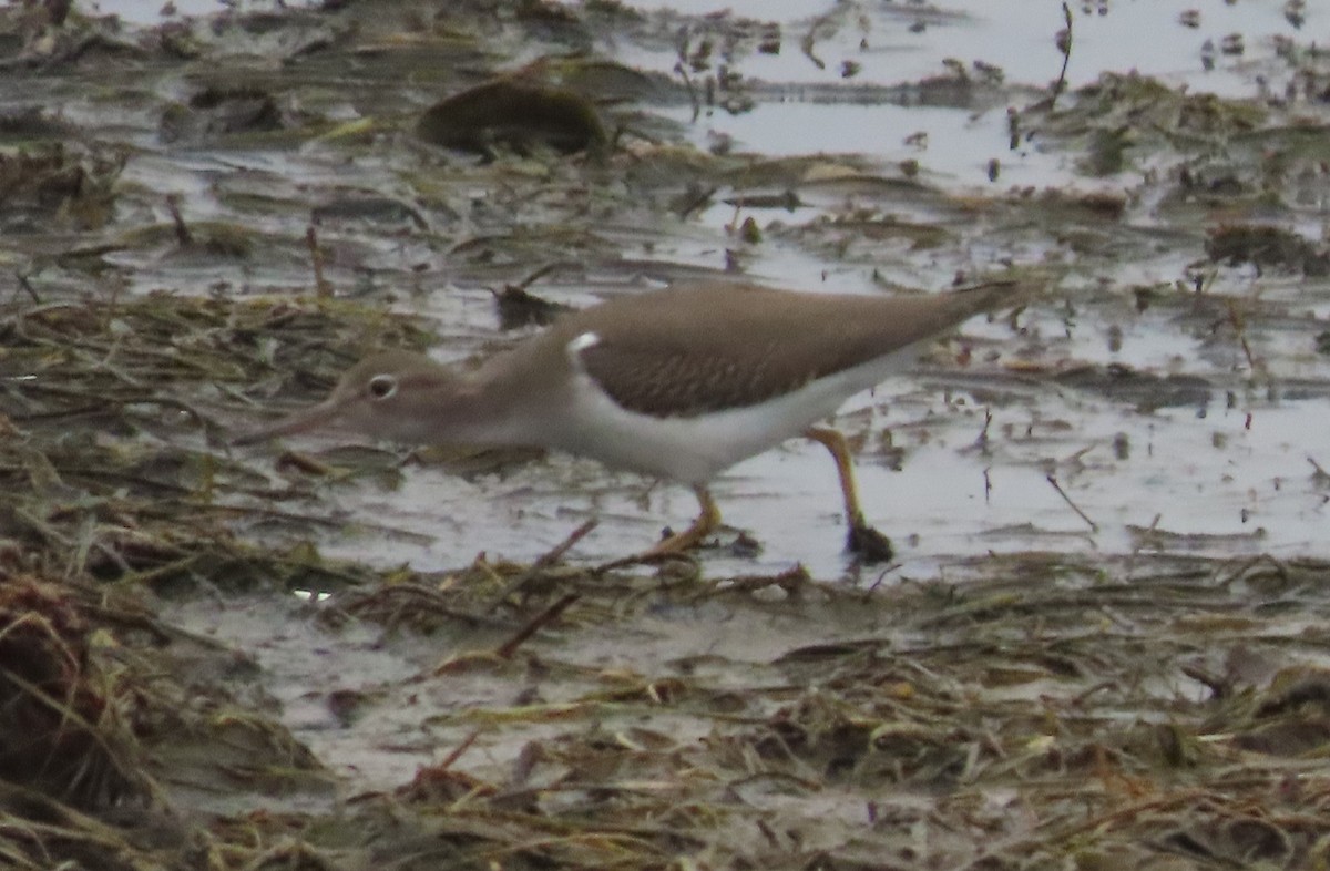 Spotted Sandpiper - Phil Brown