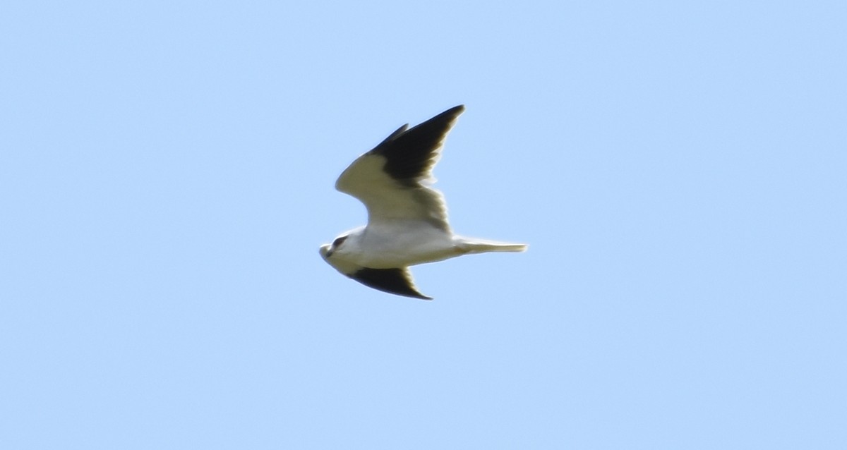 Black-winged Kite - Paul Antony B