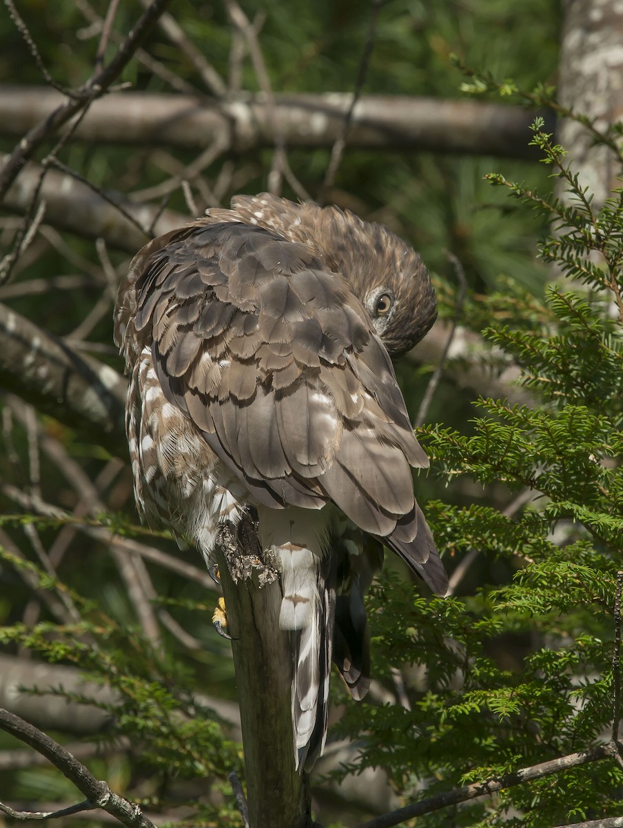 Broad-winged Hawk - Ronnie d'Entremont