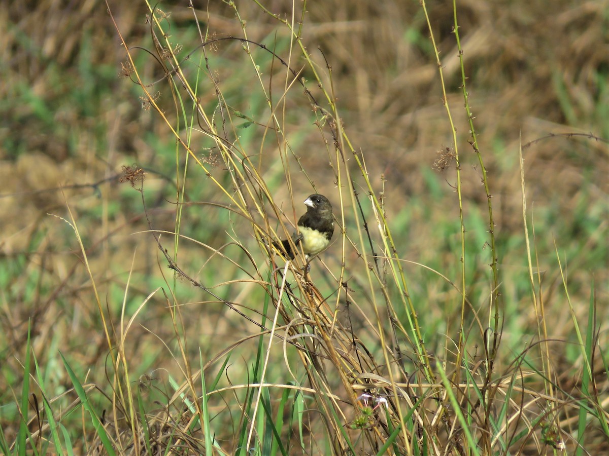 Yellow-bellied Seedeater - ML174015171