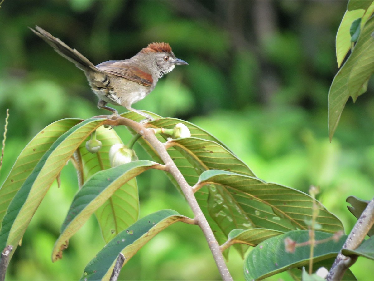 Pale-breasted Spinetail - ML174015361